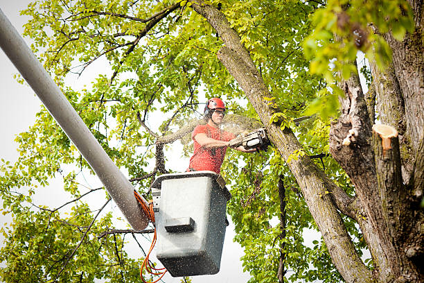 Trusted Eagle Pass, TX Tree Removal Services Experts